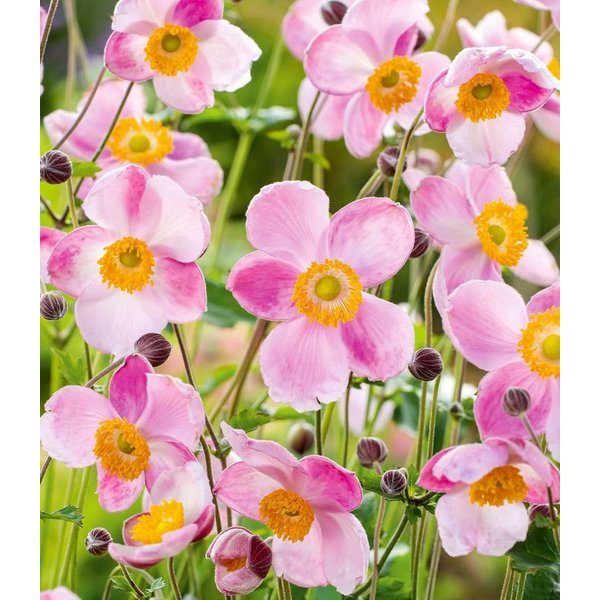 BALDUR Garten Staude Rosa Herbst-Anemone, 2 St., Herbstanemonen,winterhart, lange Blütezeit