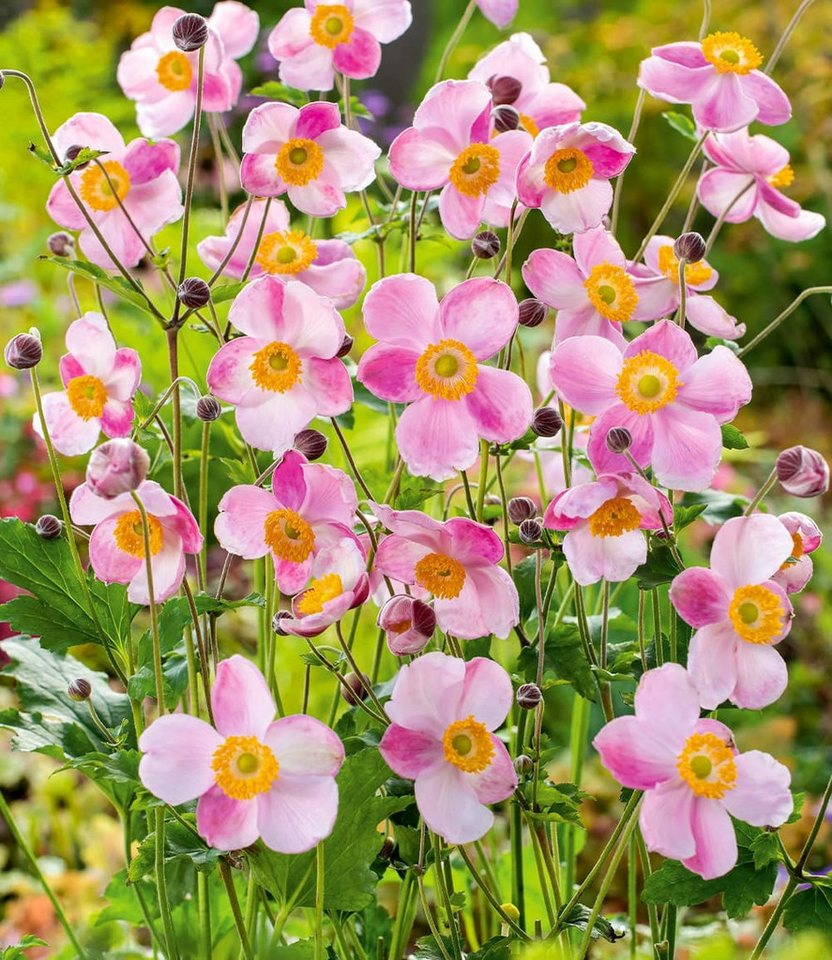 BALDUR Garten Staude Rosa Herbst-Anemone, 2 St., Herbstanemonen,winterhart, lange Blütezeit – Bild 2 von 2