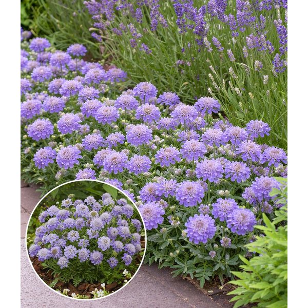 BALDUR Garten Staude Scabiose 'Blue Eyes®', 1 St., Skabiose,winterhart, blütenreich, kompakt, robust