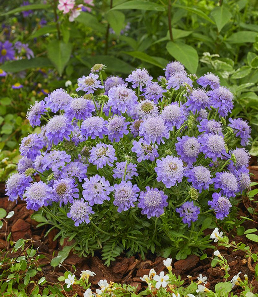 BALDUR Garten Staude Scabiose 'Blue Eyes®', 1 St., Skabiose,winterhart, blütenreich, kompakt, robust – Bild 2 von 3