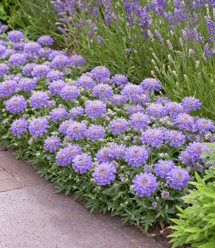 BALDUR Garten Staude Scabiose 'Blue Eyes®', 1 St., Skabiose,winterhart, blütenreich, kompakt, robust – Bild 3 von 3