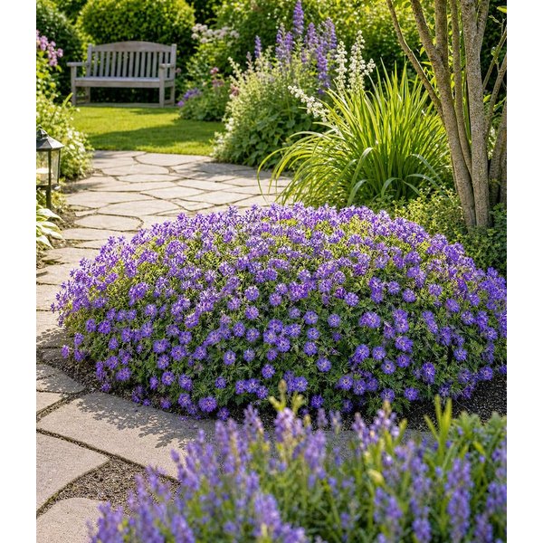 BALDUR Garten Staude Stauden Geranium 'Rozanne®', 1 St., Storchschnabel, winterhart, mehrjährig, bodendeckend, blühfreudig