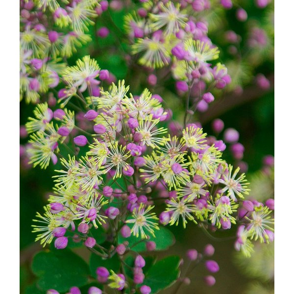 BALDUR Garten Staude Thalictrum 'Anne', 1 St., Wiesenraute,winterhart, filigrane Blütenrispen, robust