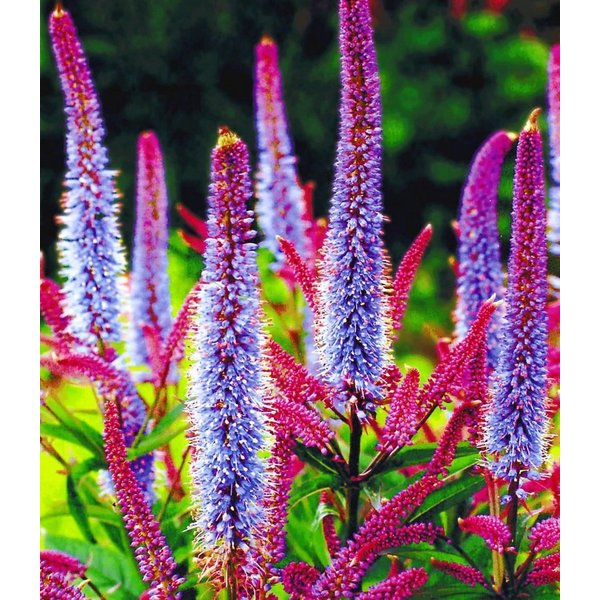BALDUR Garten Staude Veronika 'Cupido', 4 St., Ehrenpreis,winterhart, mehrjährig