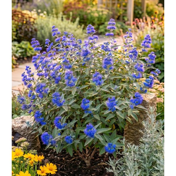 BALDUR Garten Zierstrauch Bartblume 'Blauer Spatz®', 1 St., Bartblumenstrauch,winterhart, mehrjährig, reichblühend