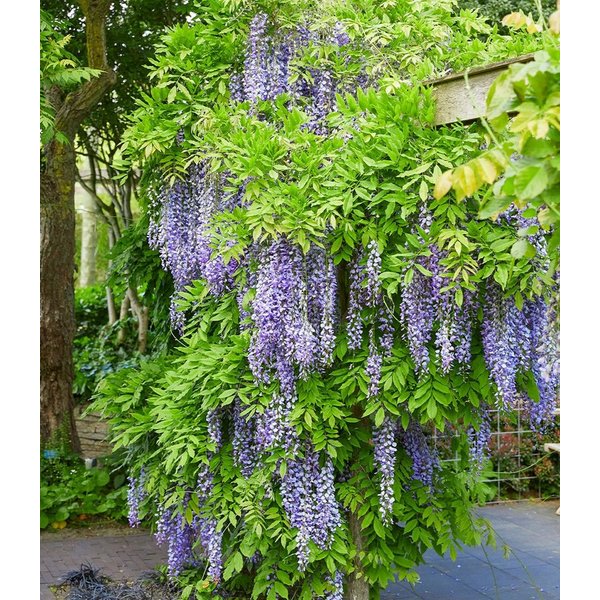 BALDUR Garten Zierstrauch Blauregen 'Blue Moon', 1 St., Blütentrauben, reichblühend, genügsam,winterhart, mehrjährig