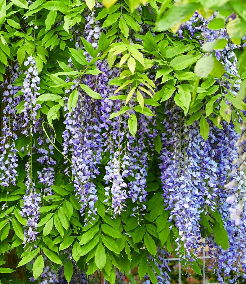 BALDUR Garten Zierstrauch Blauregen 'Blue Moon', 1 St., Blütentrauben, reichblühend, genügsam,winterhart, mehrjährig – Bild 2 von 2