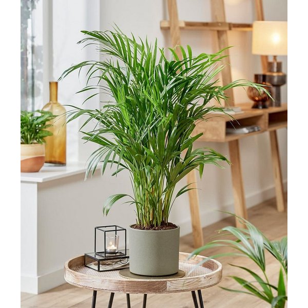 BALDUR Garten Zimmerpflanze Areca Palme ca. 35-45 cm, 1 St., Goldfruchtpalme, schnell wachsend, pflegeleicht