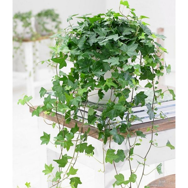 BALDUR Garten Zimmerpflanze Efeu, 1 St., Hängezimmerpflanze, pflegeleicht