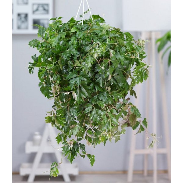 BALDUR Garten Zimmerpflanze Hängepflanze Cissus, 1 St., Wein, pflegeleicht, kübelgeeignet