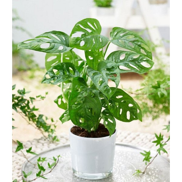 BALDUR Garten Zimmerpflanze Monstera 'Monkey Leaf®', 1 St., Zimmerpflanze, schnell wachsend, pflegeleicht