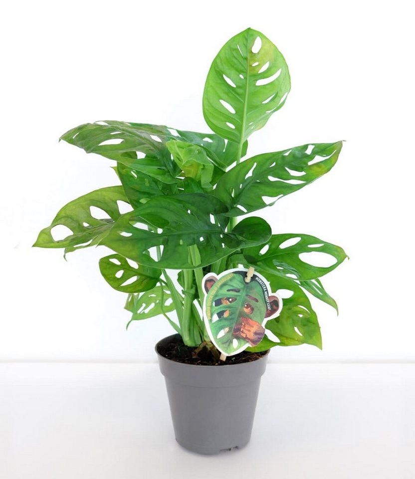 BALDUR Garten Zimmerpflanze Monstera 'Monkey Leaf®', 1 St., Zimmerpflanze, schnell wachsend, pflegeleicht – Bild 2 von 5
