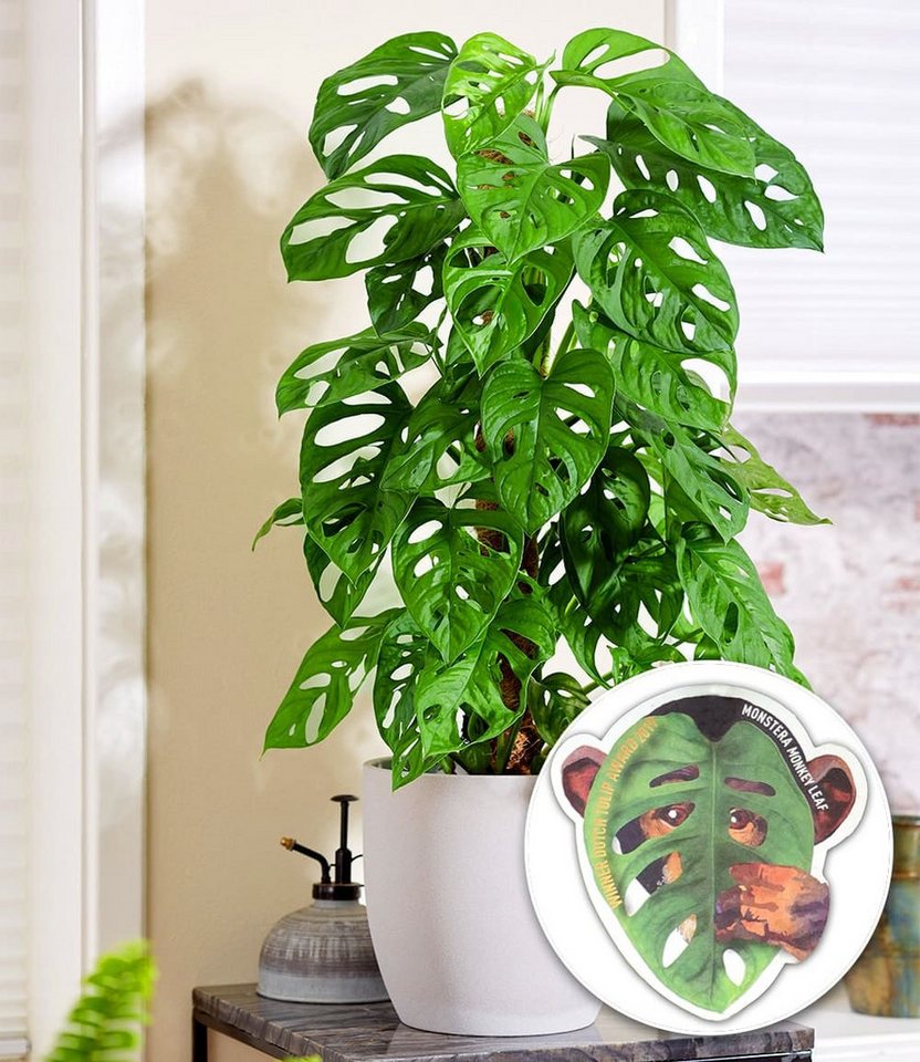 BALDUR Garten Zimmerpflanze Monstera 'Monkey Leaf®', 1 St., Zimmerpflanze, schnell wachsend, pflegeleicht – Bild 3 von 5