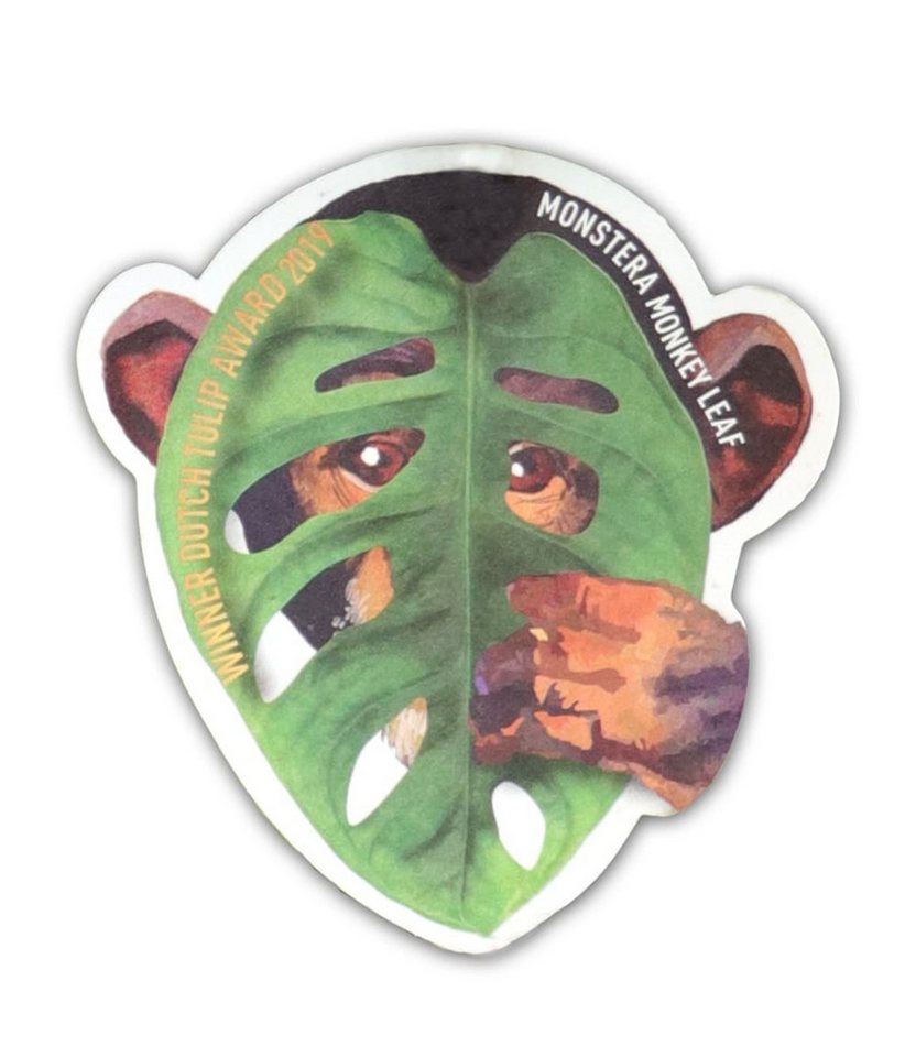 BALDUR Garten Zimmerpflanze Monstera 'Monkey Leaf®', 1 St., Zimmerpflanze, schnell wachsend, pflegeleicht – Bild 4 von 5