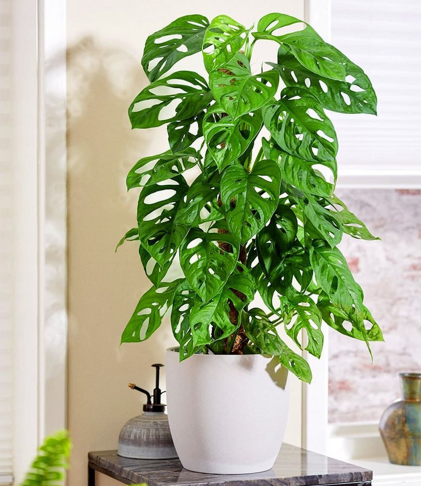 BALDUR Garten Zimmerpflanze Monstera 'Monkey Leaf®', 1 St., Zimmerpflanze, schnell wachsend, pflegeleicht – Bild 5 von 5