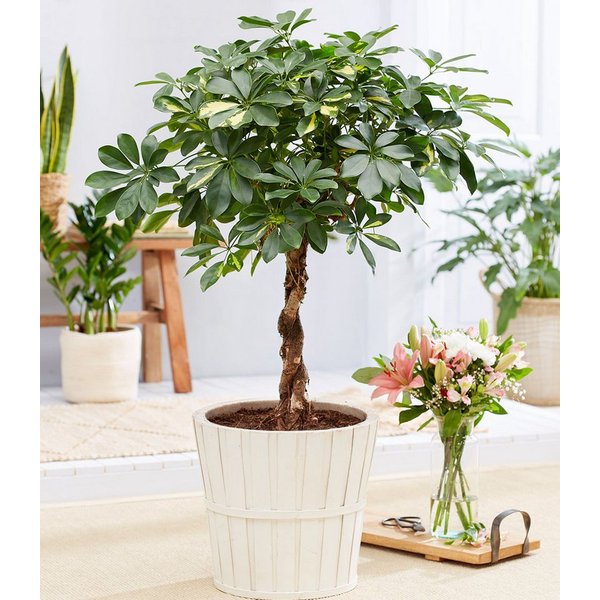 BALDUR Garten Zimmerpflanze Schefflera Gold Capella 'geflochtener Stamm' ca. 70 cm hoch, 1 St., Strahlenaralie, pflegeleicht
