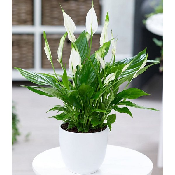 BALDUR Garten Zimmerpflanze Spathiphyllum, 1 St., Scheidenblatt, pflegeleicht
