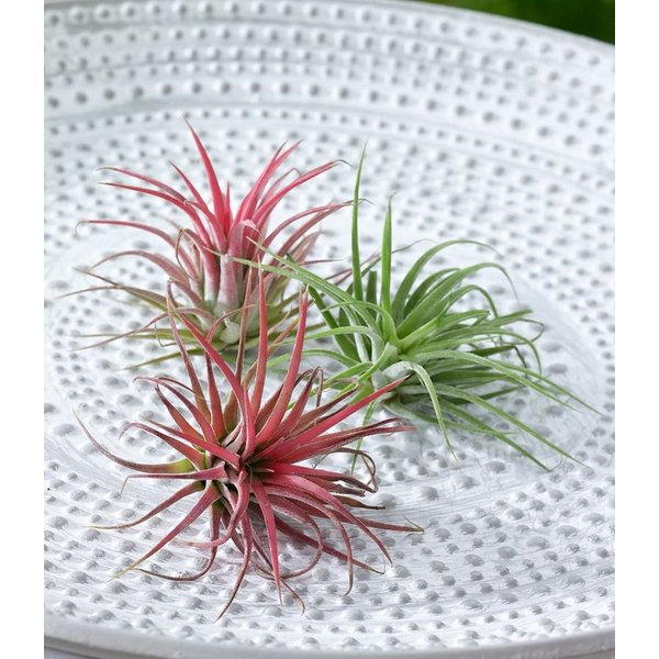 BALDUR Garten Zimmerpflanze Tillandsien Mix, 3 St., Tillandsia, pflegeleicht