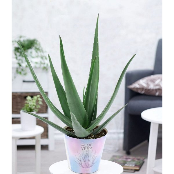 BALDUR Garten Zimmerpflanze XXL Aloe Vera, 55-65 cm hoch, 1 St., Barbadosiensis, pflegeleicht