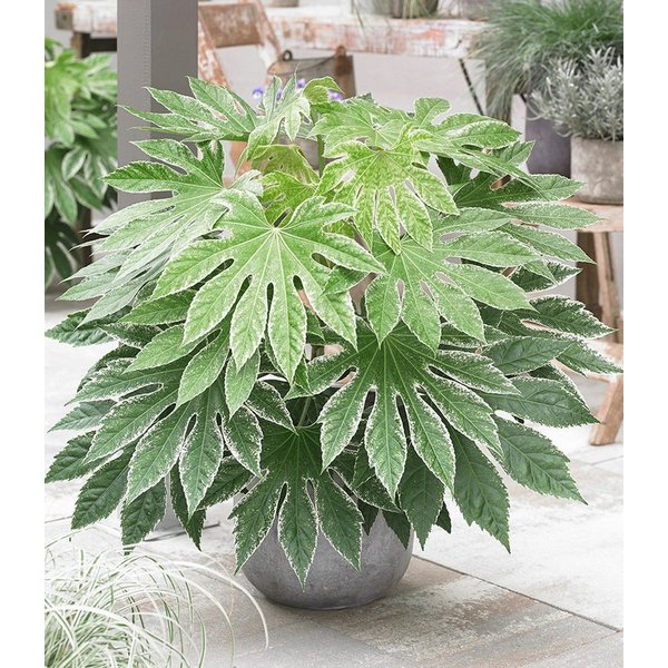 BALDUR Garten Zimmerpflanze Zimmeraralie 'Spiderweb®', 1 St., Grünpflanze, immergrün, pflegeleicht