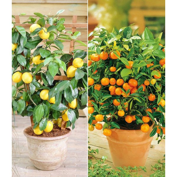 BALDUR Garten Zitronenbaum Zitronen- & Orangenbaum, 2 St., Zitronenbaum, immergrün,duftend, essbar, pflegeleicht