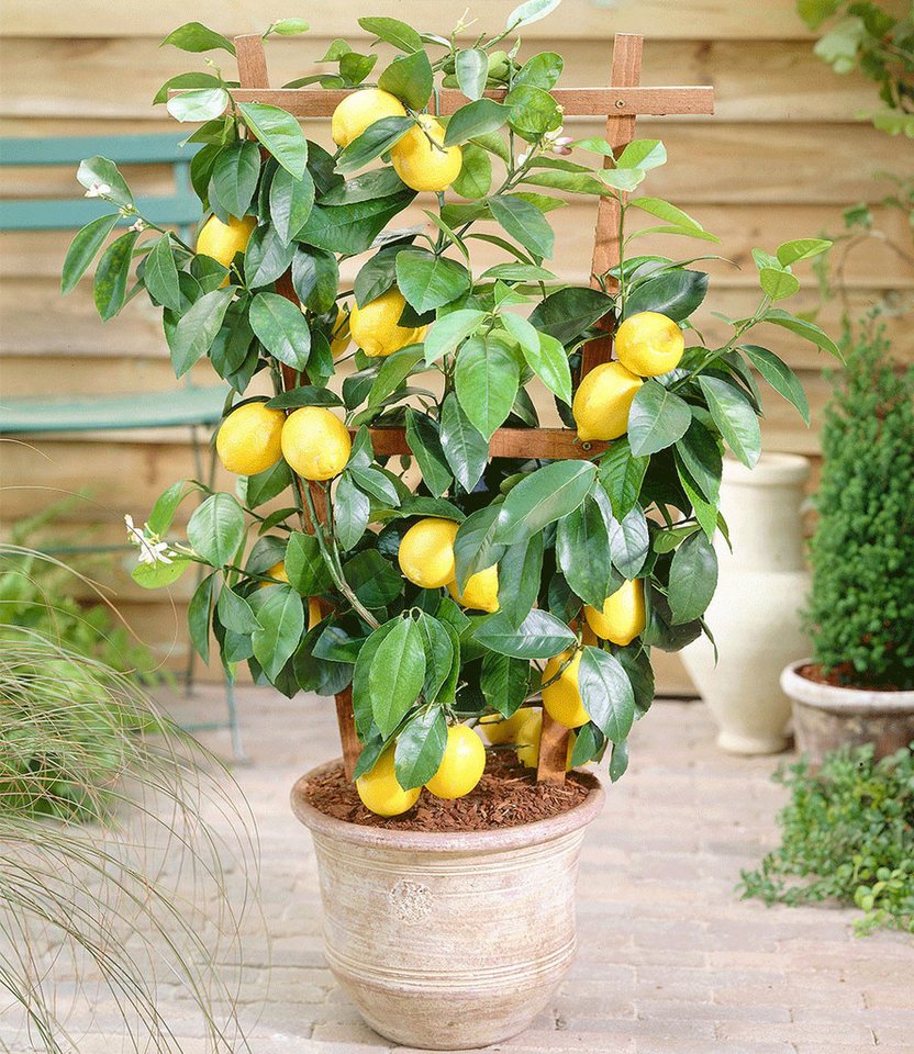 BALDUR Garten Zitronenbaum Zitronen- & Orangenbaum, 2 St., Zitronenbaum, immergrün,duftend, essbar, pflegeleicht – Bild 2 von 3