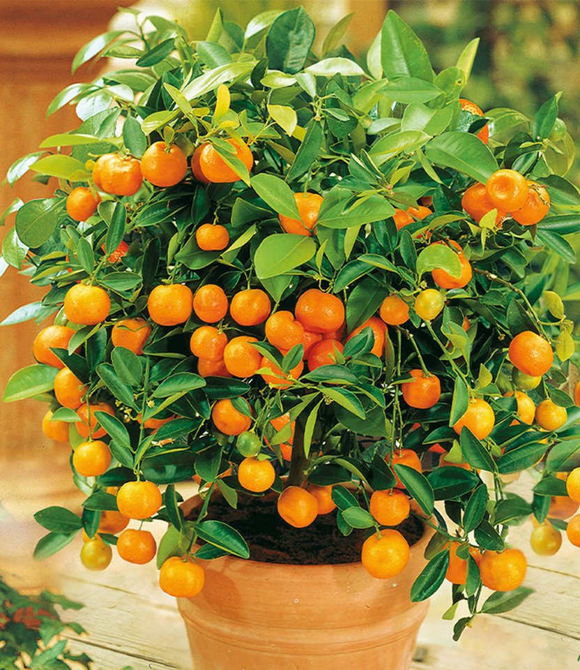 BALDUR Garten Zitronenbaum Zitronen- & Orangenbaum, 2 St., Zitronenbaum, immergrün,duftend, essbar, pflegeleicht – Bild 3 von 3