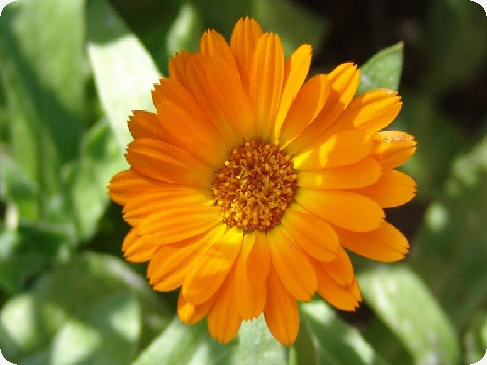 SAFLAX Blumensamen SAFLAX - Anzuchtset - Ringelblume – Bild 4 von 5