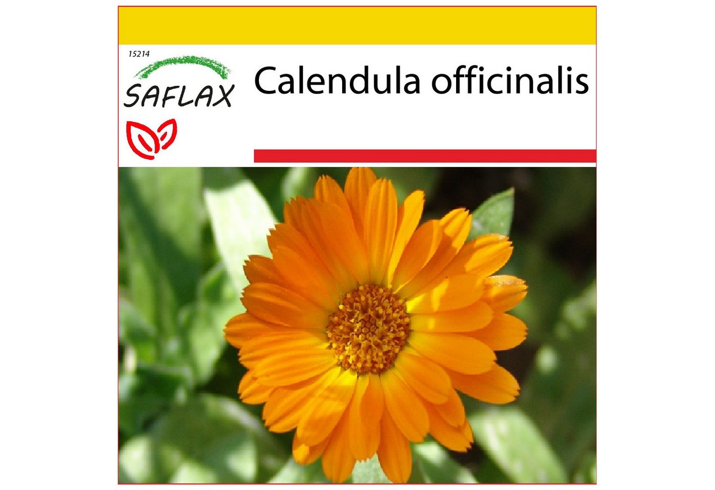 SAFLAX Blumensamen SAFLAX - Anzuchtset - Ringelblume – Bild 5 von 5