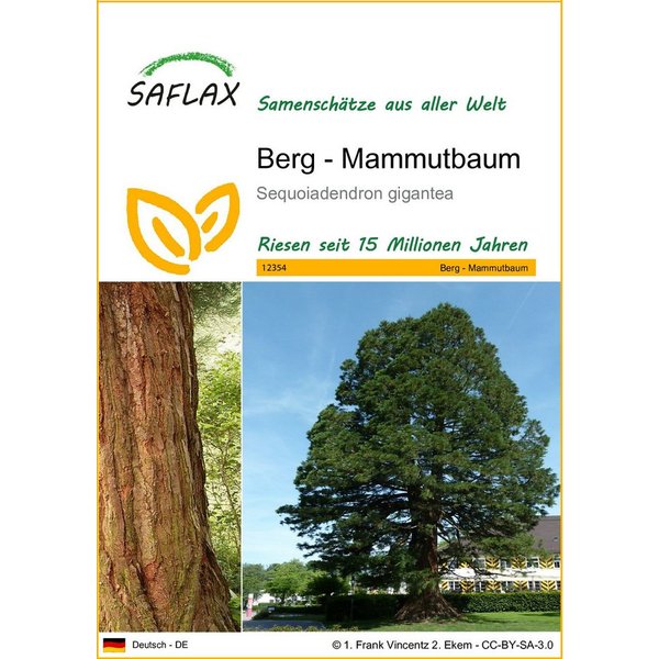 SAFLAX Blumensamen SAFLAX - Samen - Berg - Mammutbaum