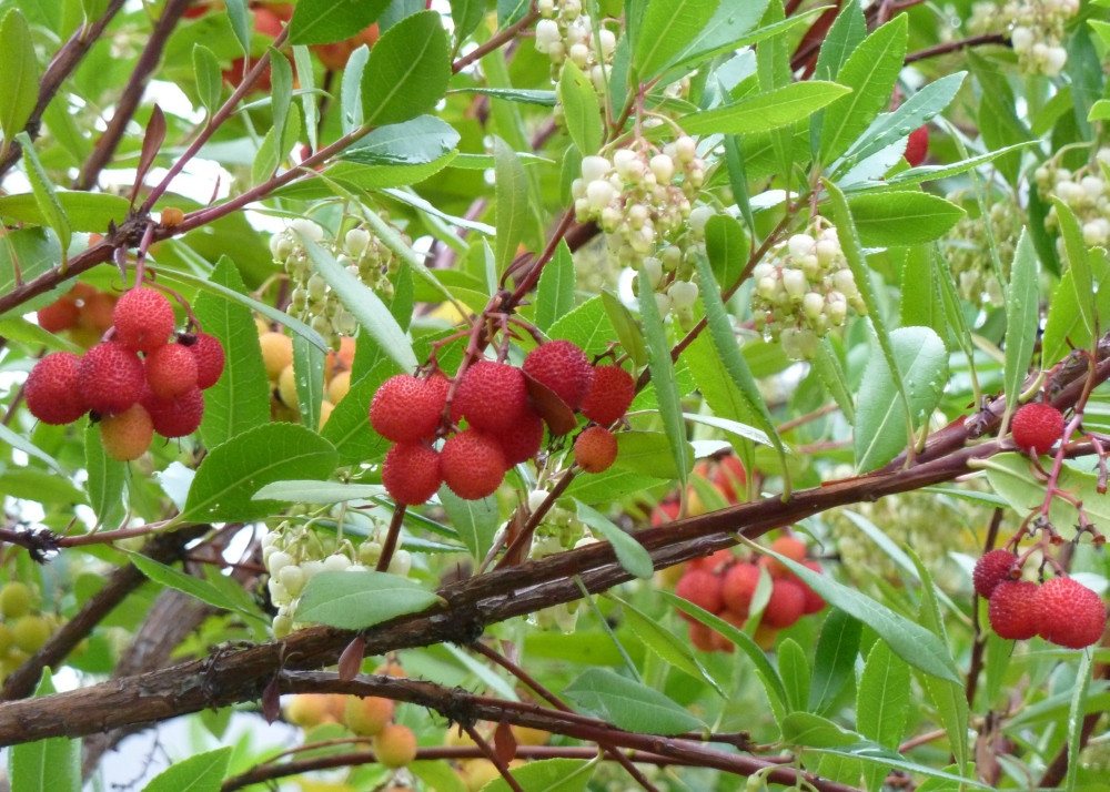 SAFLAX Blumensamen SAFLAX - Samen - Erdbeerbaum – Bild 3 von 5