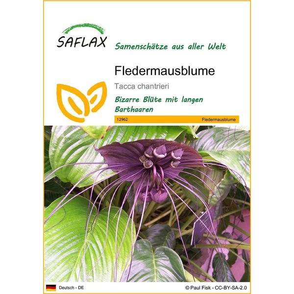 SAFLAX Blumensamen SAFLAX - Samen - Fledermausblume