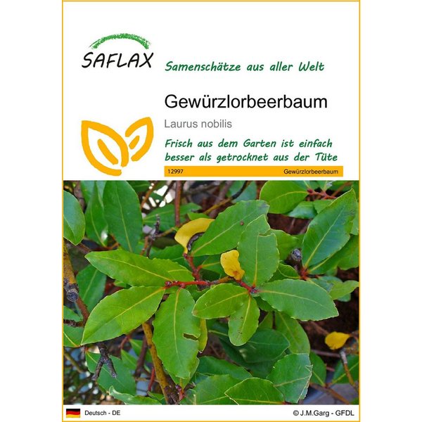 SAFLAX Blumensamen SAFLAX - Samen - Gewürzlorbeerbaum