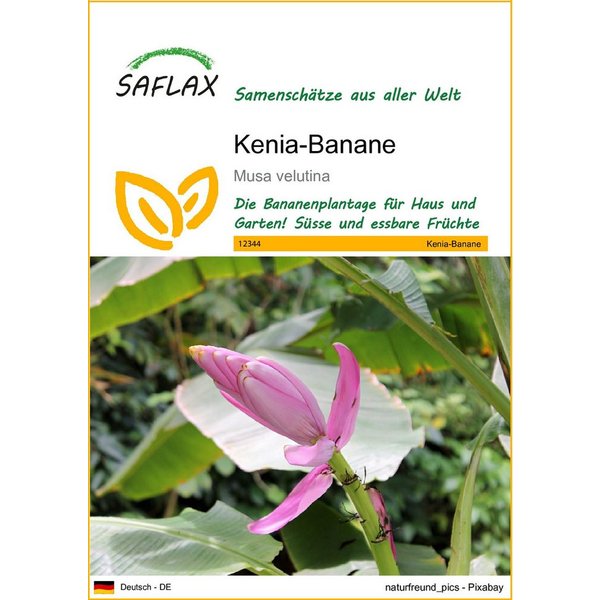 SAFLAX Blumensamen SAFLAX - Samen - Kenia-Banane