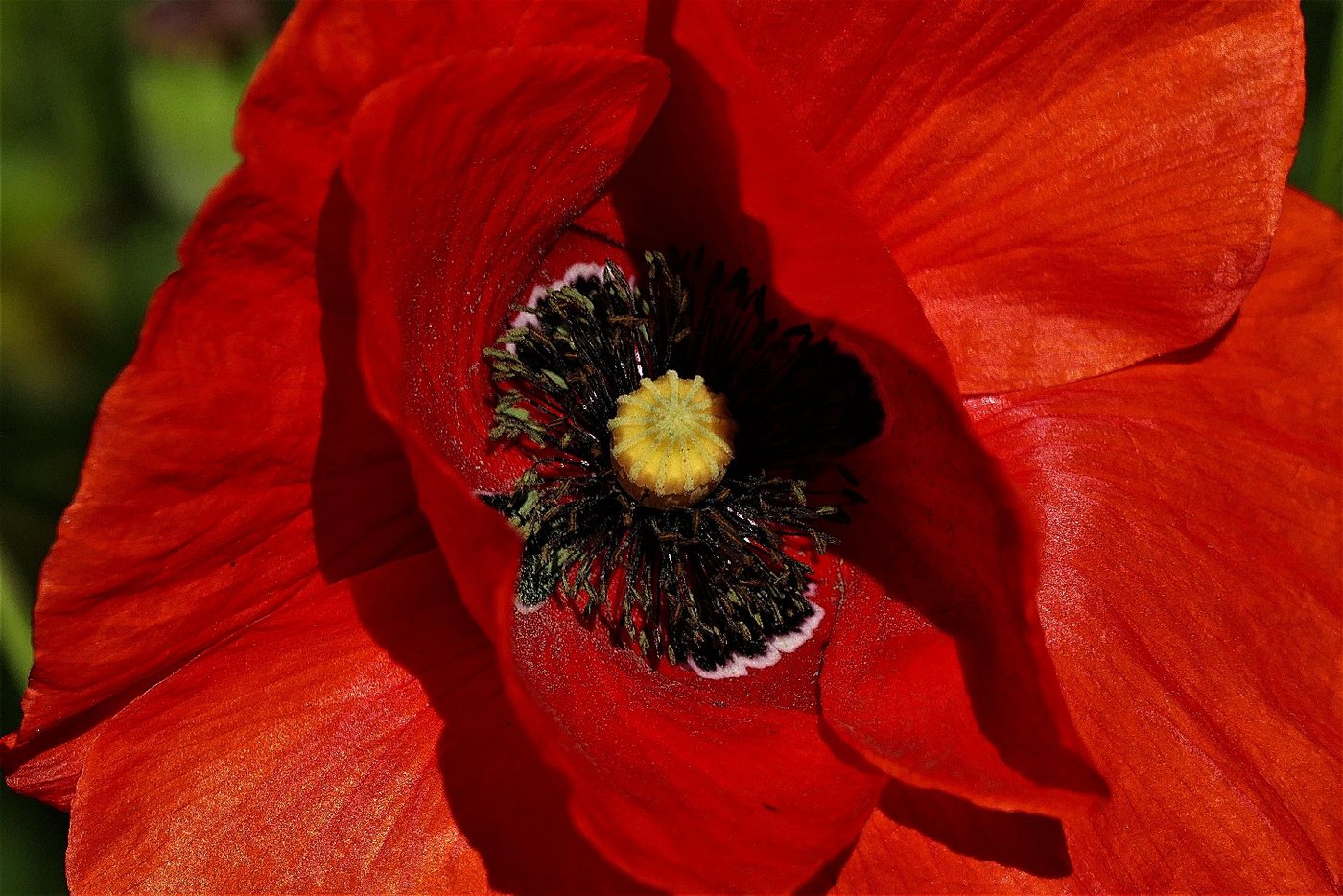 SAFLAX Blumensamen SAFLAX - Samen - Klatschmohn – Bild 3 von 5
