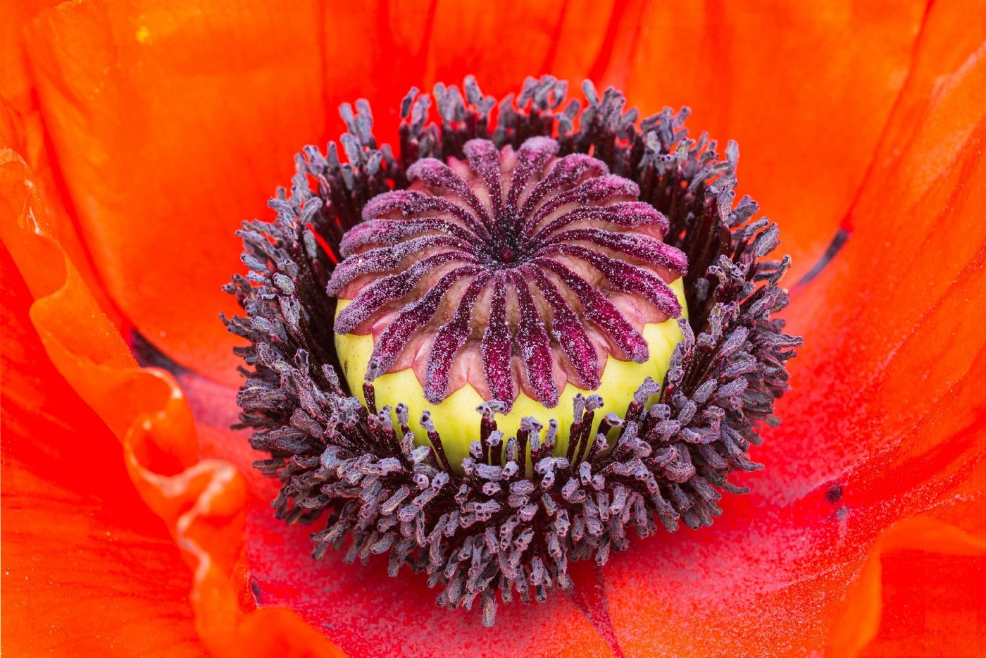 SAFLAX Blumensamen SAFLAX - Samen - Klatschmohn – Bild 4 von 5