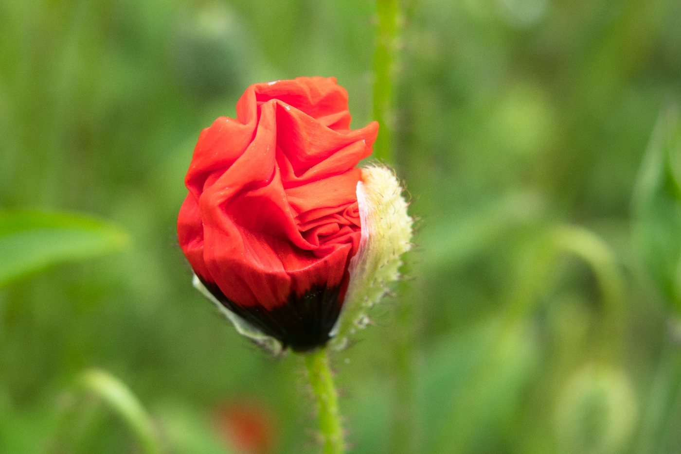 SAFLAX Blumensamen SAFLAX - Samen - Klatschmohn – Bild 5 von 5