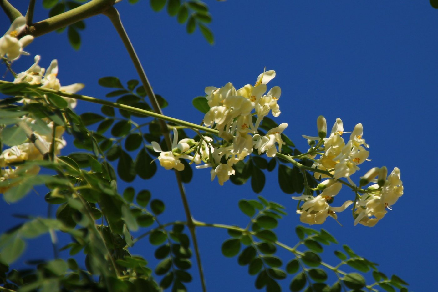 SAFLAX Blumensamen SAFLAX - Samen - Moringa – Bild 3 von 5