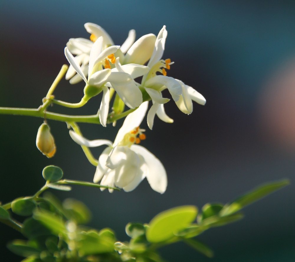 SAFLAX Blumensamen SAFLAX - Samen - Moringa – Bild 5 von 5
