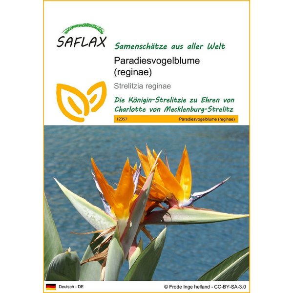 SAFLAX Blumensamen SAFLAX - Samen - Paradiesvogelblume (reginae)
