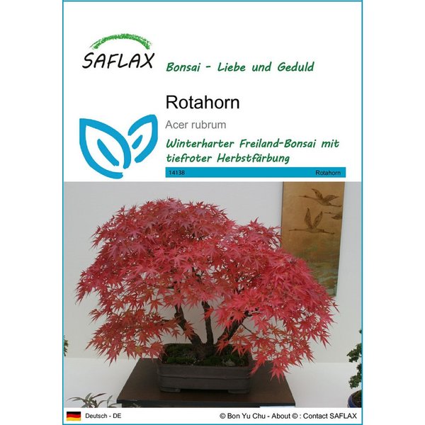 SAFLAX Blumensamen SAFLAX - Samen - Rotahorn