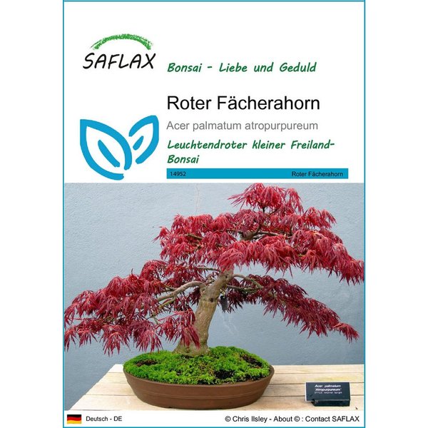 SAFLAX Blumensamen SAFLAX - Samen - Roter Fächerahorn