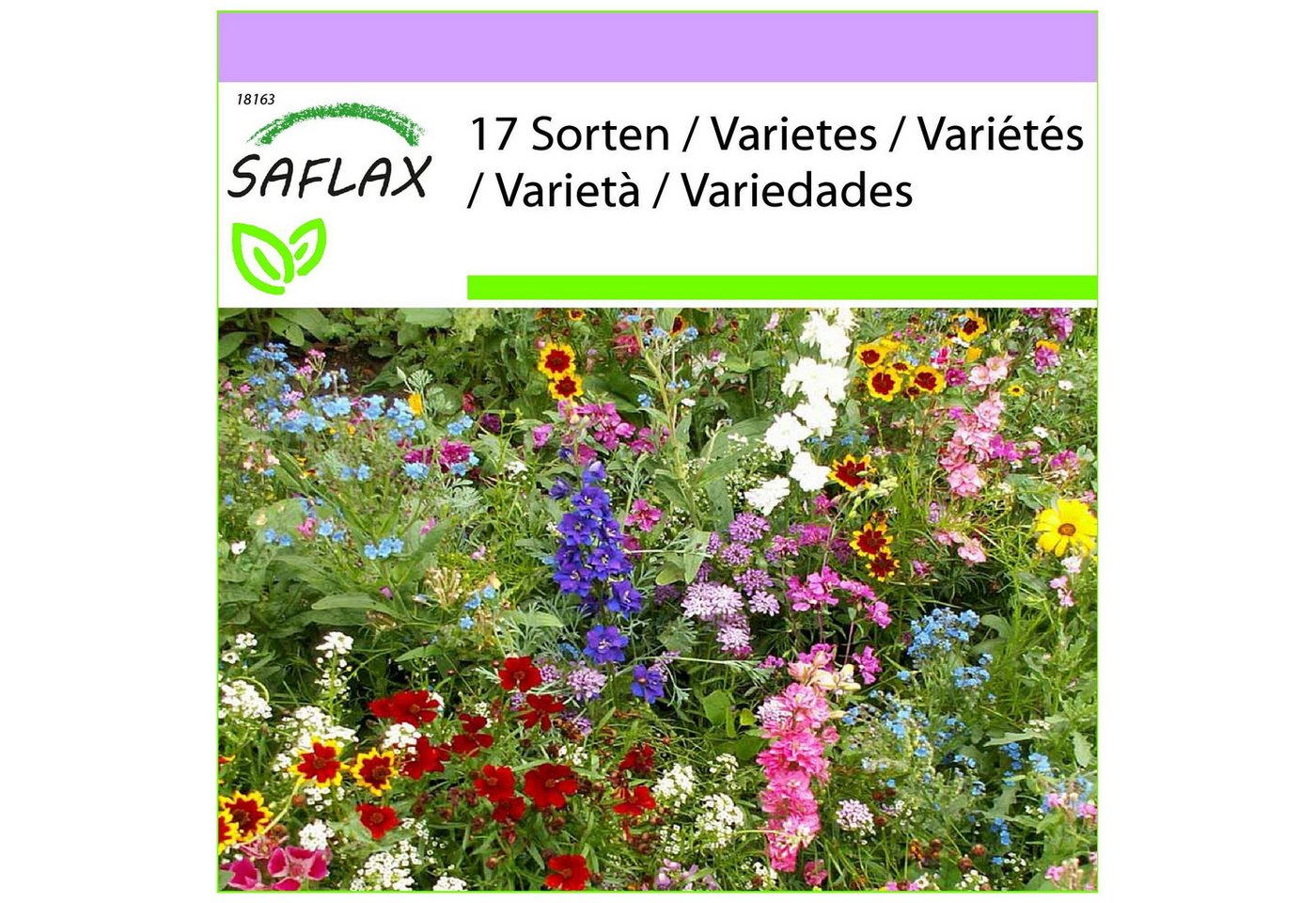 SAFLAX Blumensamen SAFLAX - Samen - Sonnenanbeter – Bild 3 von 4