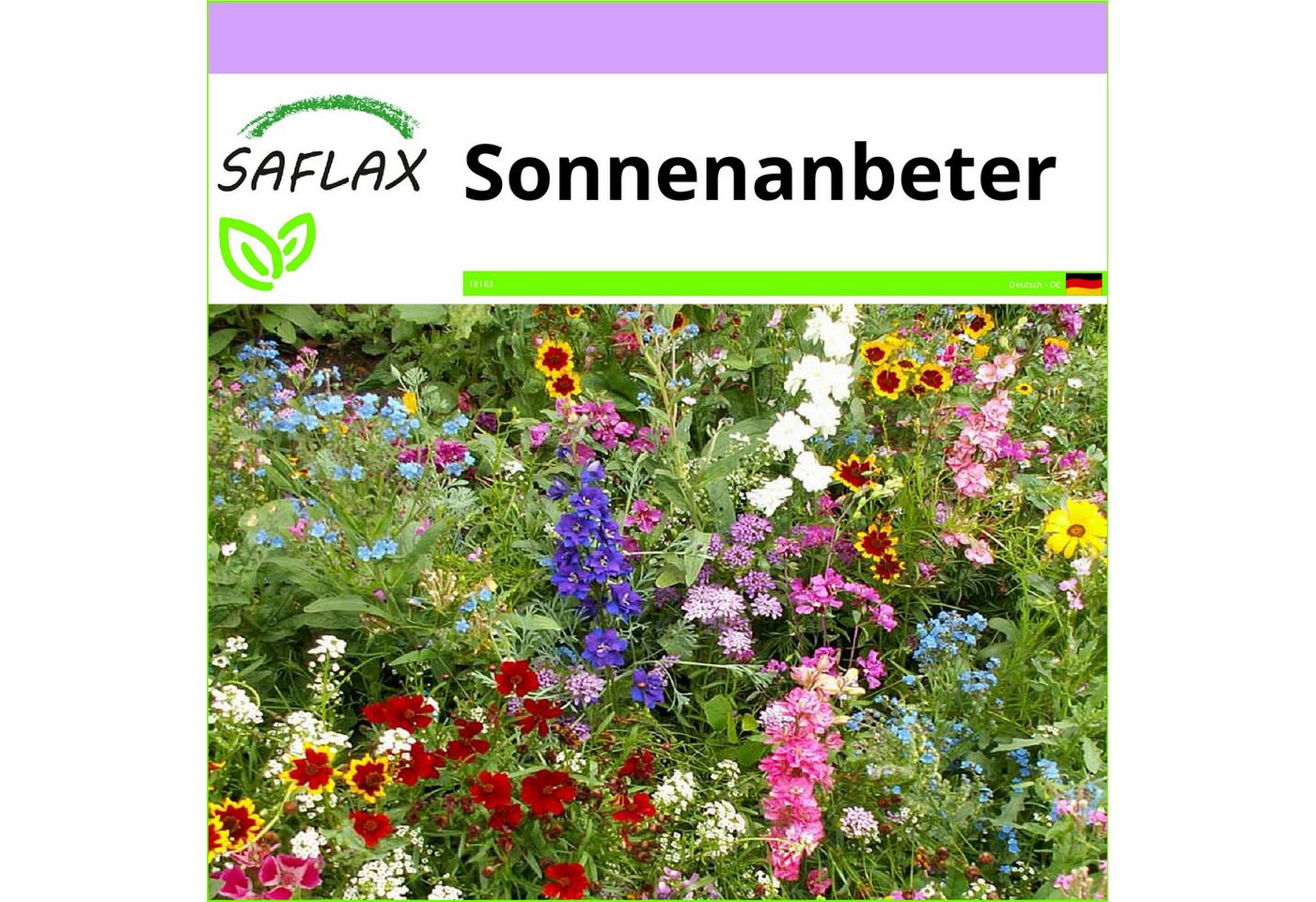 SAFLAX Blumensamen SAFLAX - Samen - Sonnenanbeter – Bild 4 von 4