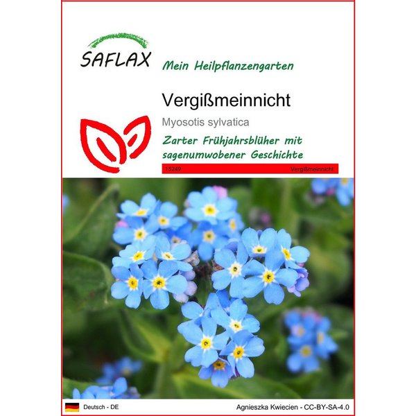 SAFLAX Blumensamen SAFLAX - Samen - Vergißmeinnicht