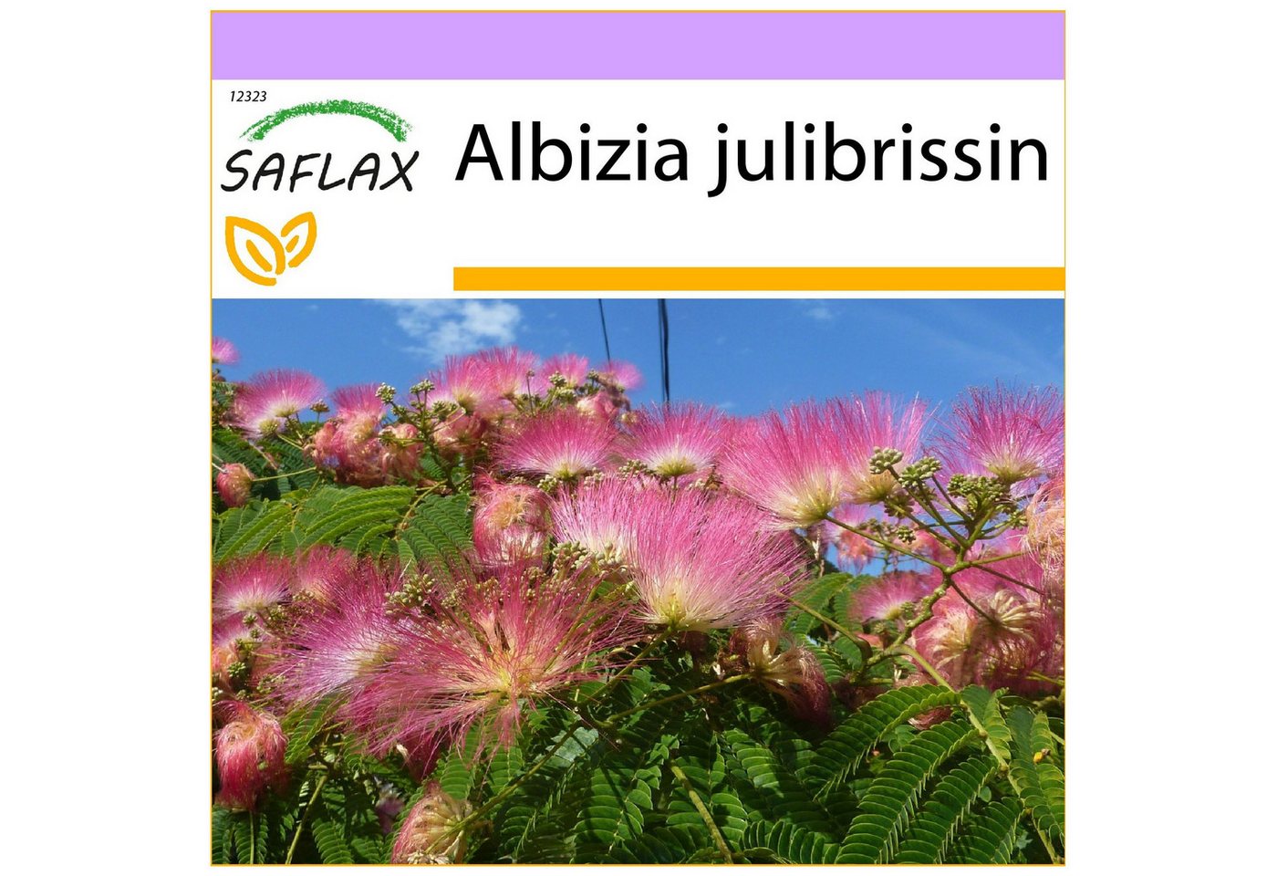 SAFLAX Blumensamen SAFLAX - - Schlafbaum – Bild 4 von 5
