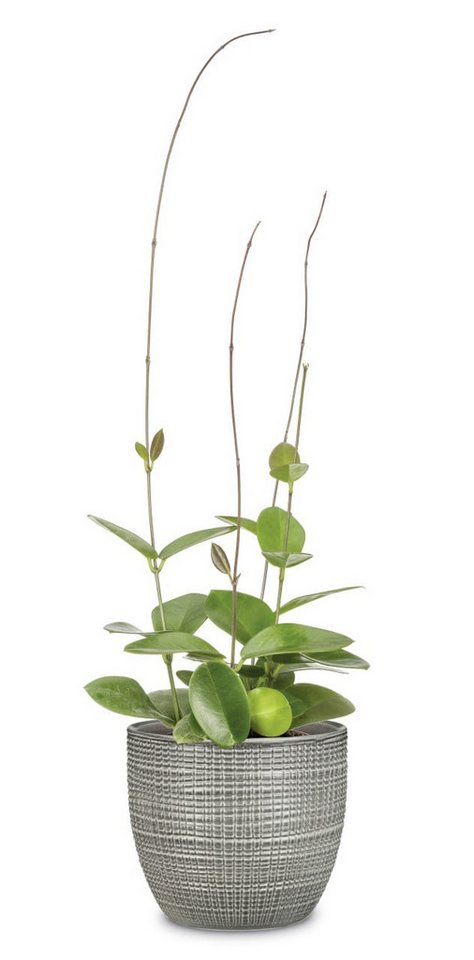 Scheurich Blumentopf Scheurich Übertopf Serie 866 Ø 19 x 16,9 cm – Bild 2 von 4