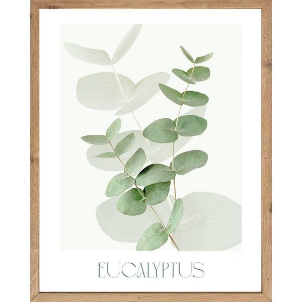 Bönninghoff Bild mit Rahmen Wandbild gerahmt EUCALYPTUS 40x50 cm – Botanik Wanddeko Boho Scandi, Blätter, Eukalyptus, Pflanzen (1 St), mit dekorativem Rahmen