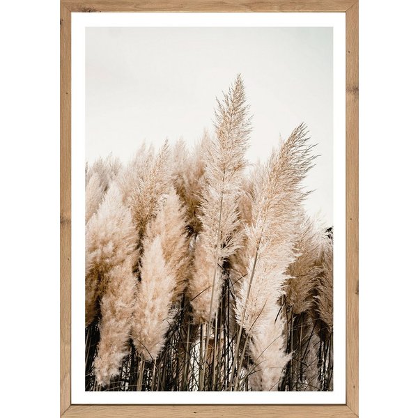 Bönninghoff Bild mit Rahmen Wandbild gerahmt PAMPASGRAS 50x70 cm – Natürliches Gräsermotiv in, Gräser, Natur, Pflanzen, Pflanzenbilder (1 St), mit dekorativem R
