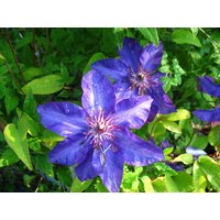 Clematis The President®